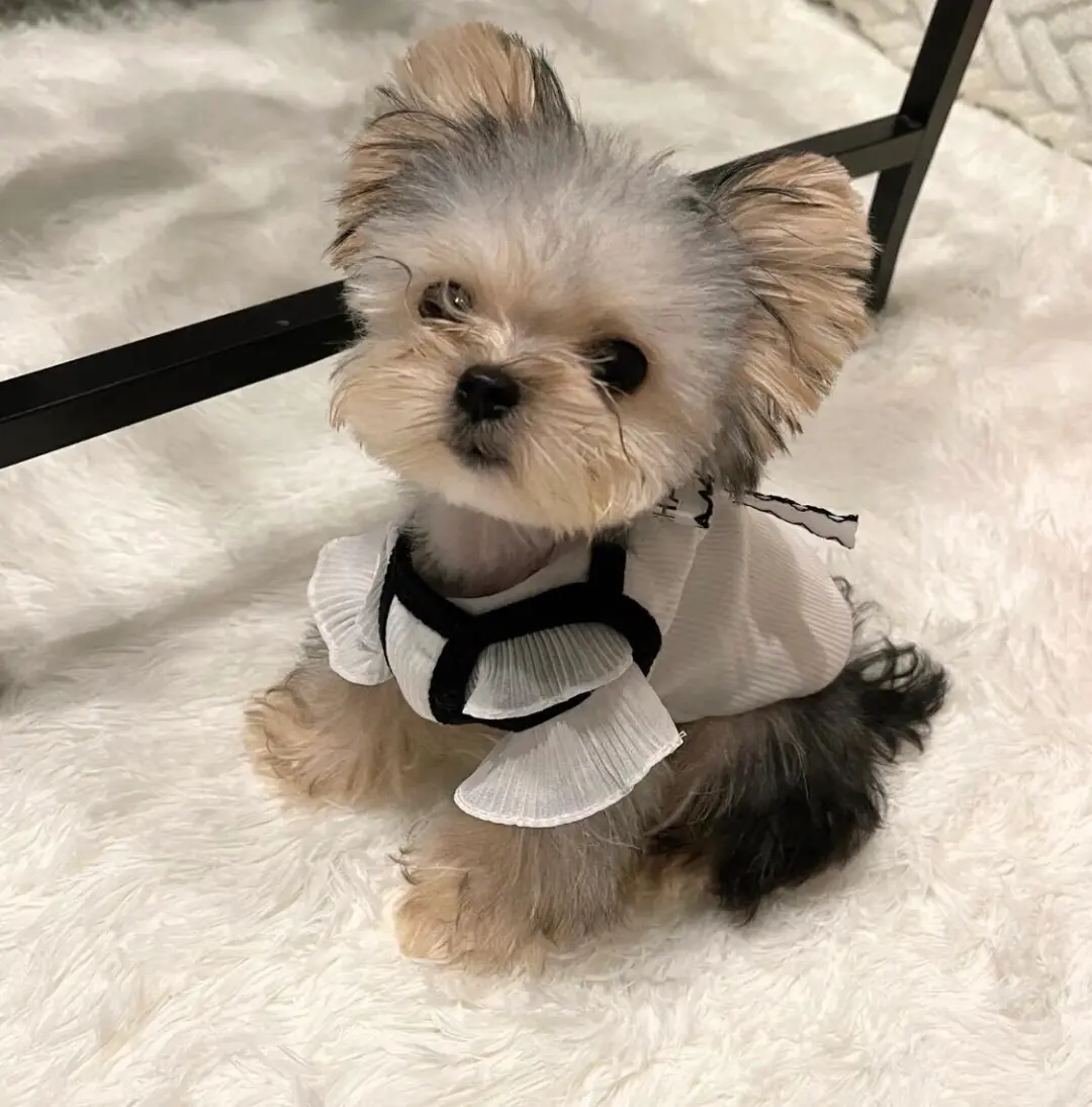 四川犬舍小偿领养约克夏只为找好人家！?