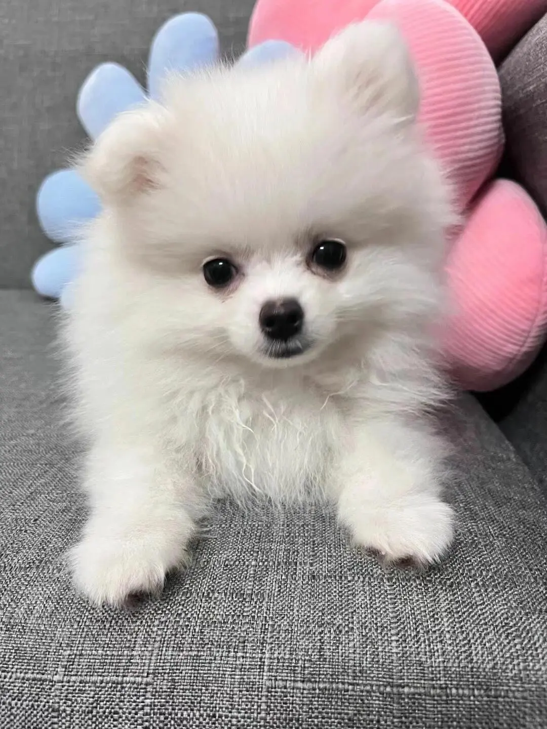 四川犬舍小偿领养博美只为找好人家！?