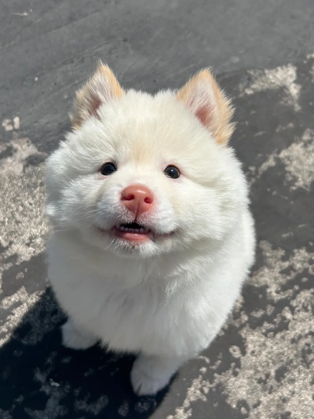 四川犬舍小偿领养土松只为找好人家！?