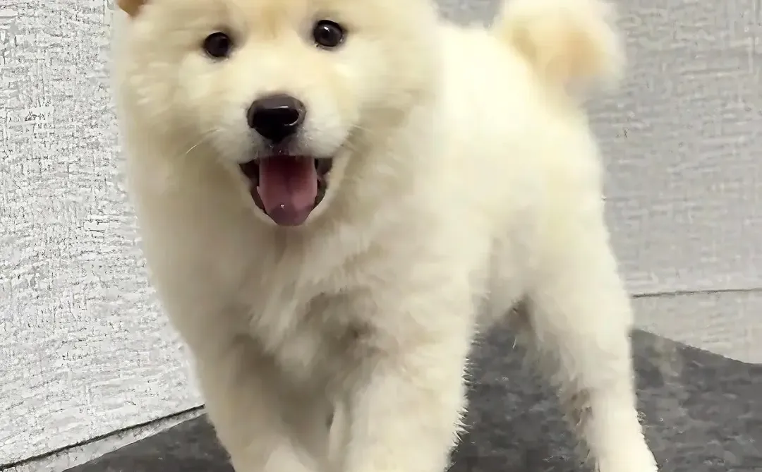 四川犬舍小偿领养土松只为找好人家！?