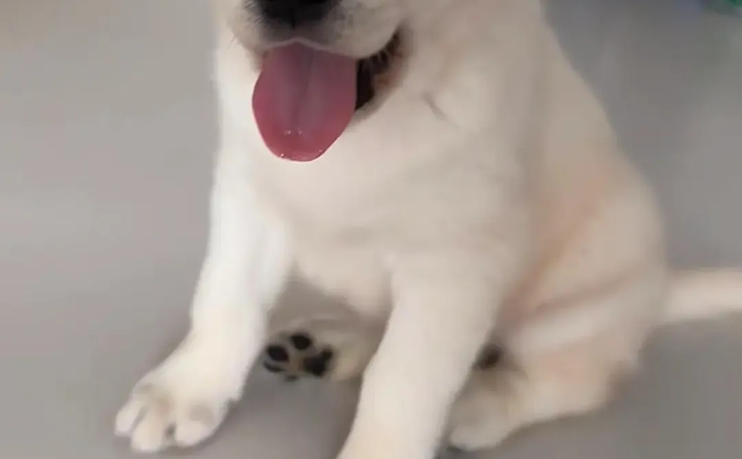 四川犬舍小偿领养拉布拉多只为找好人家！