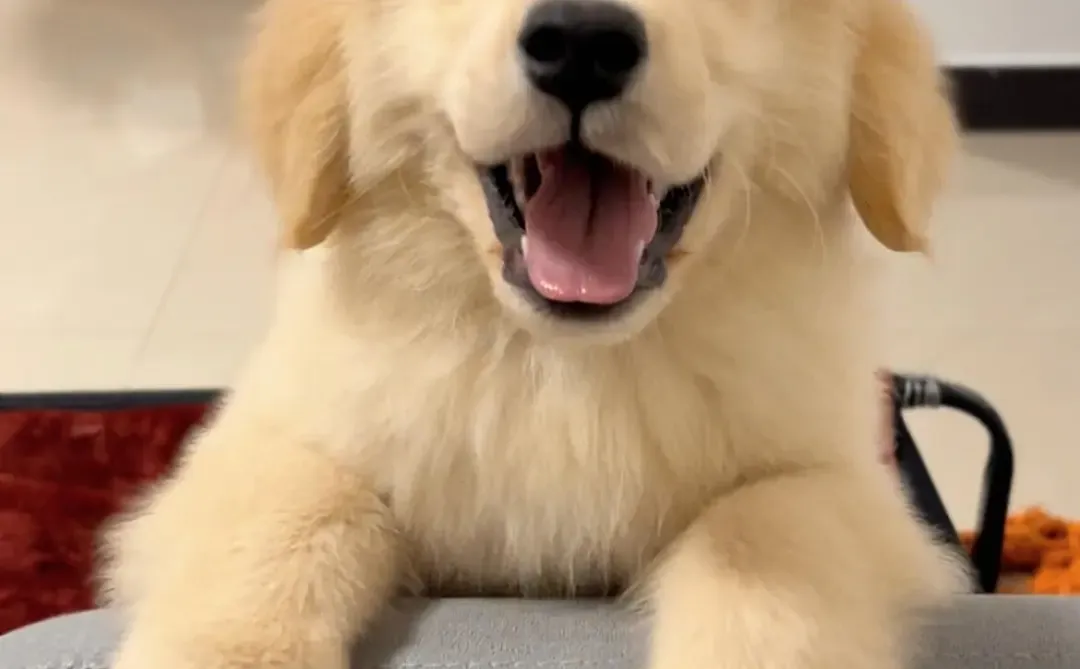 四川犬舍小偿领养金毛只为找好人家！?