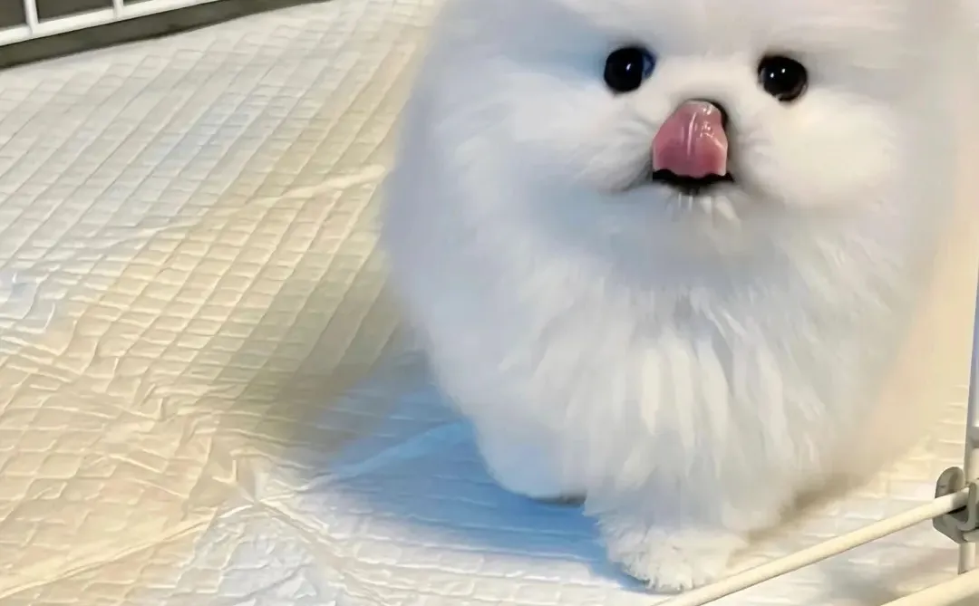 四川犬舍小偿领养博美只为找好人家！?