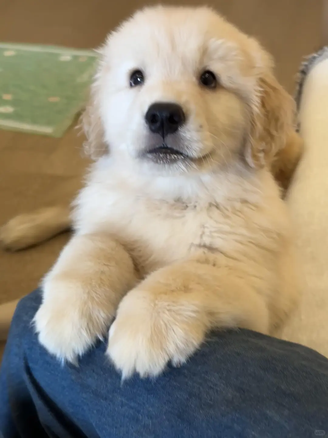 四川犬舍小偿领养金毛只为找好人家！?