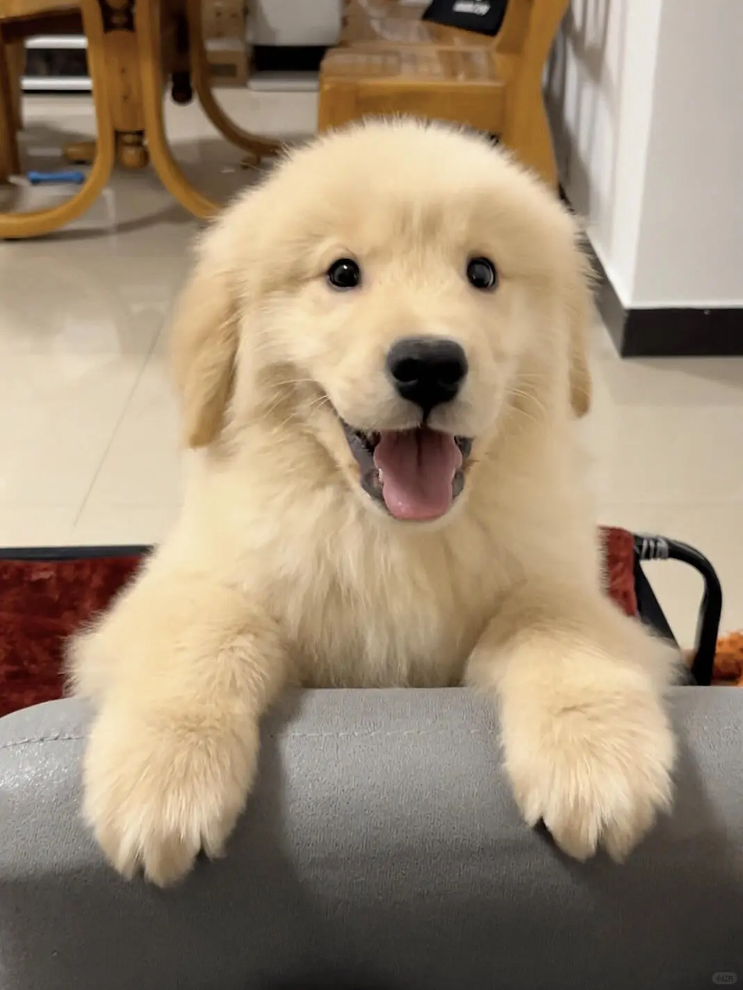 四川犬舍小偿领养金毛只为找好人家！?