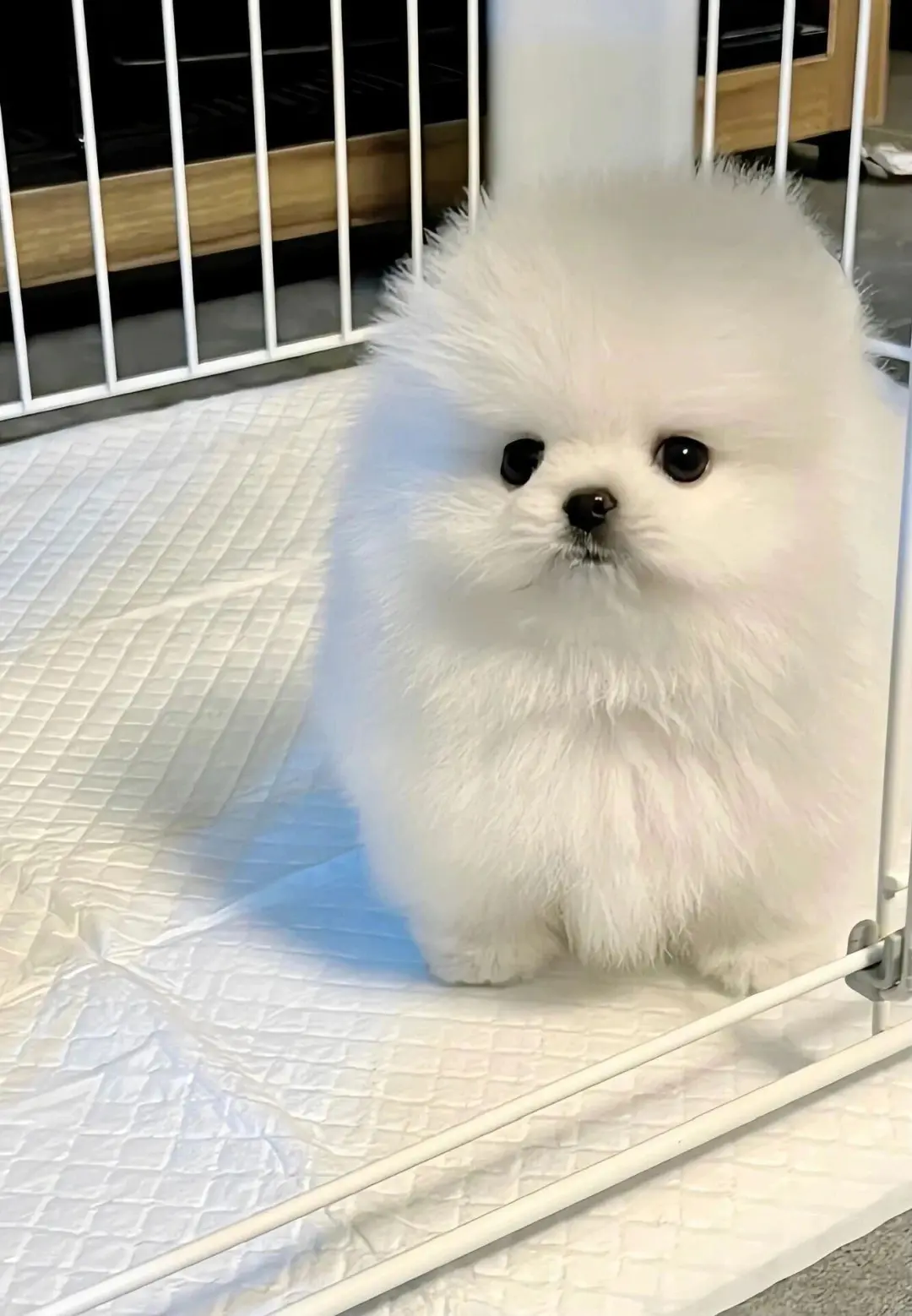 四川犬舍小偿领养博美只为找好人家！?