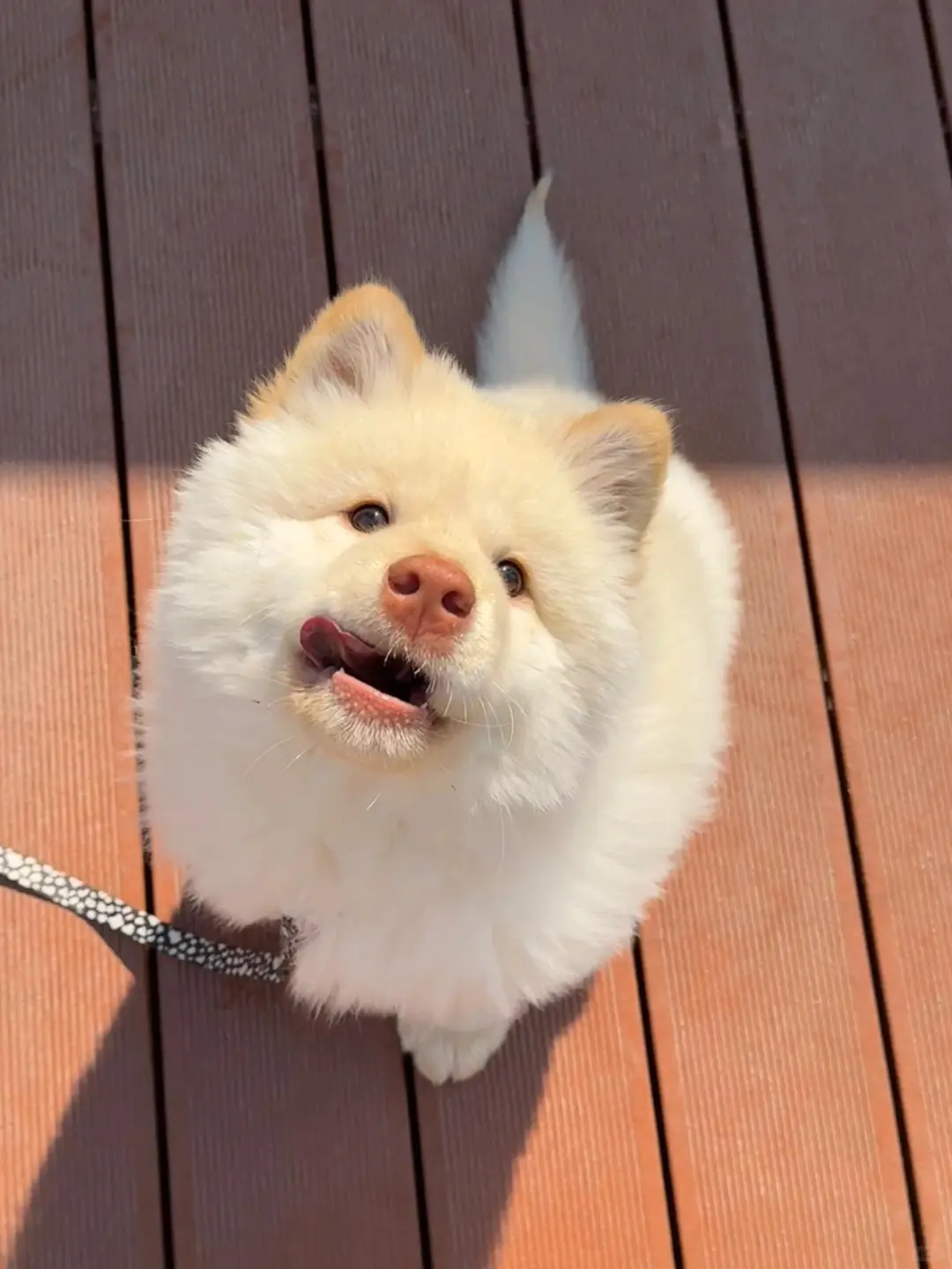 四川犬舍小偿领养土松只为找好人家！?