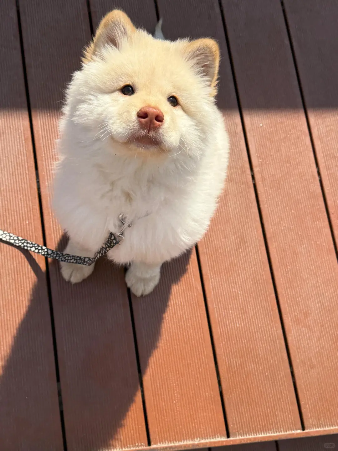 四川犬舍小偿领养土松只为找好人家！?