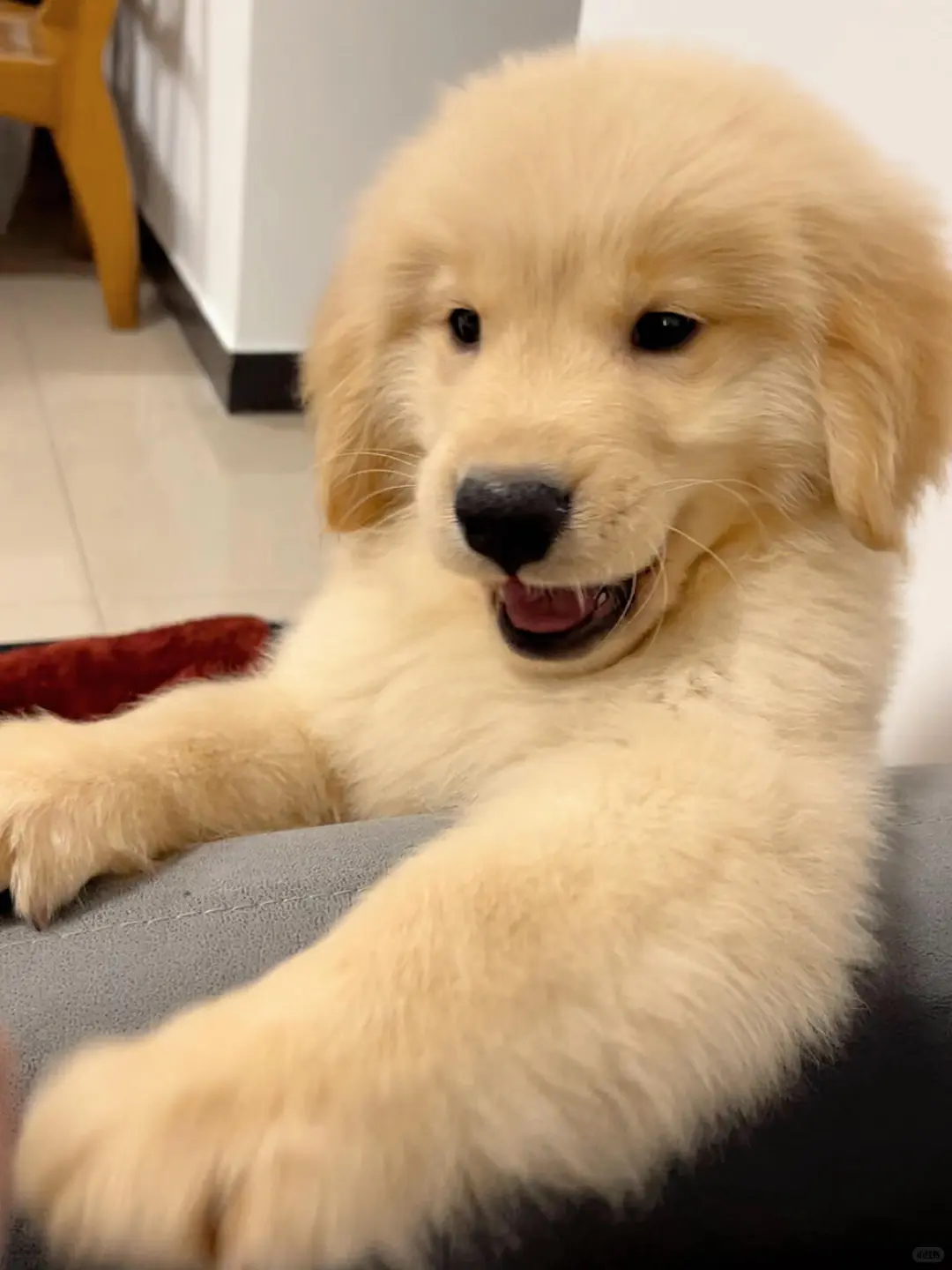 四川犬舍小偿领养金毛只为找好人家！?