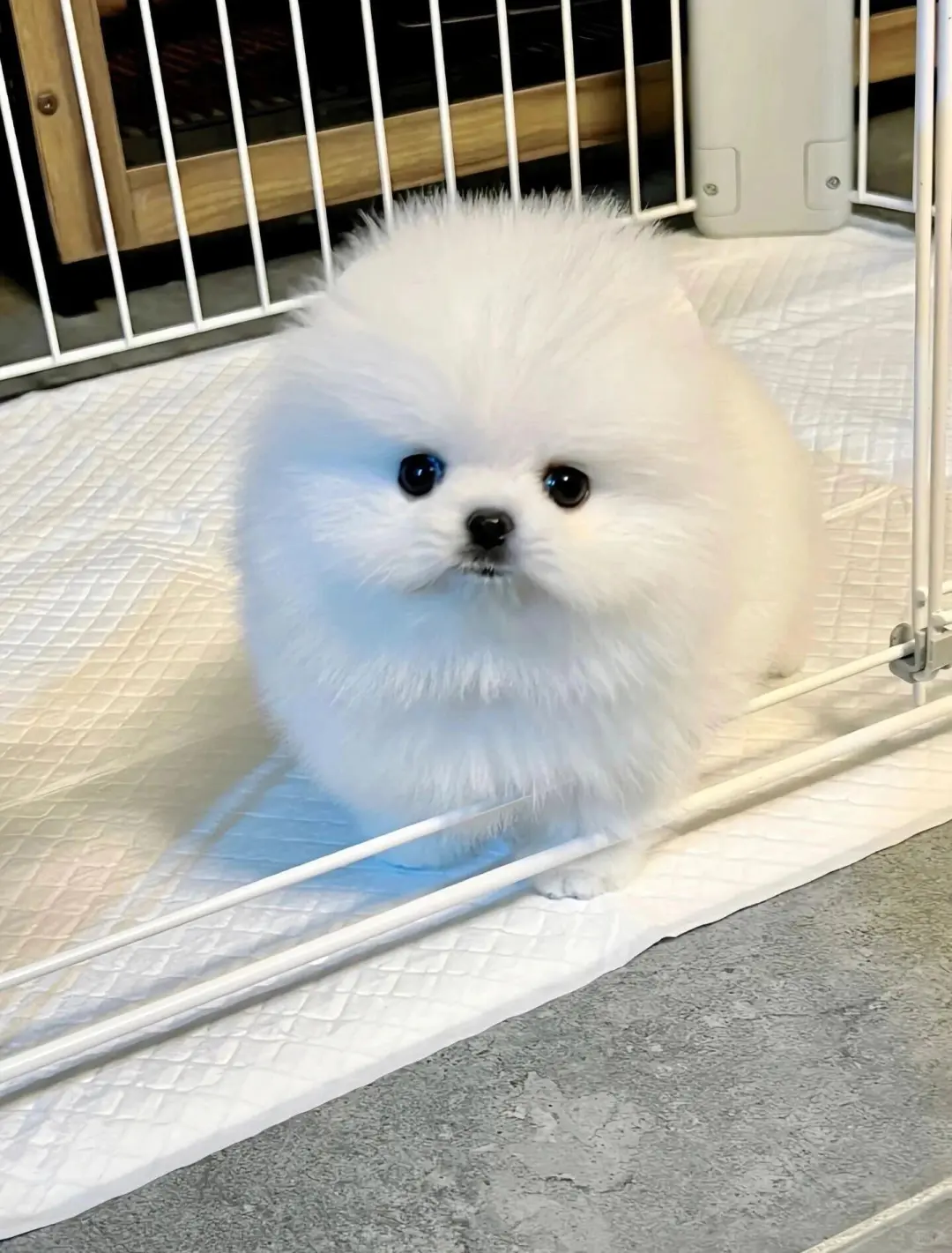 四川犬舍小偿领养博美只为找好人家！?