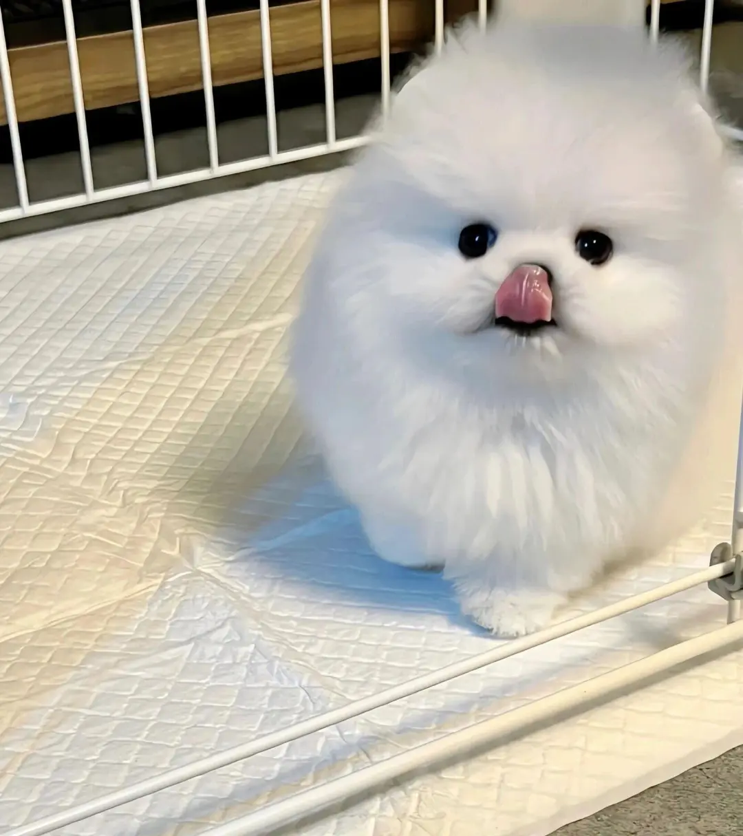 四川犬舍小偿领养博美只为找好人家！?