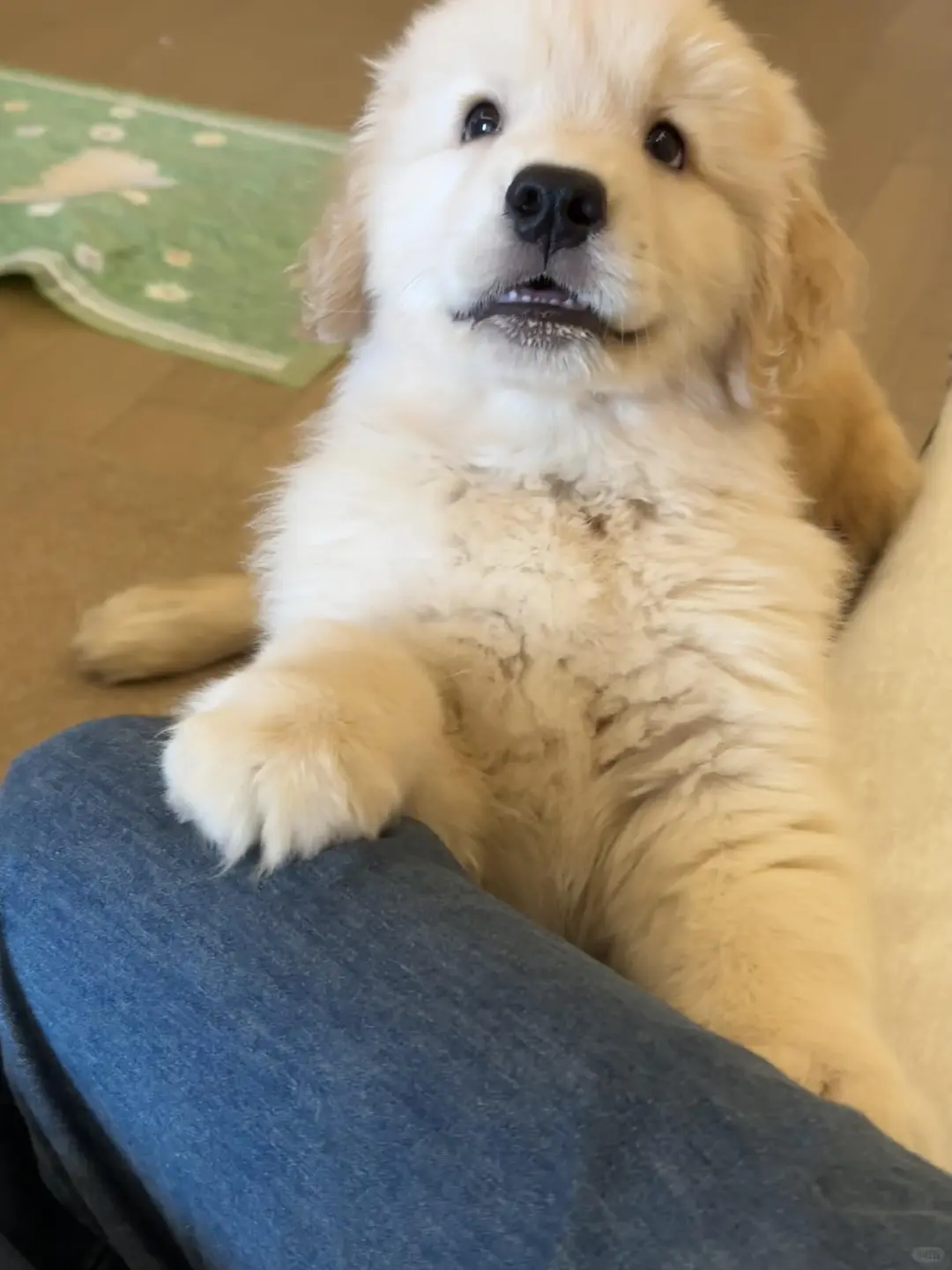 四川犬舍小偿领养金毛只为找好人家！?