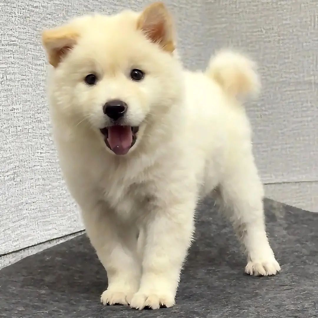 四川犬舍小偿领养土松只为找好人家！?