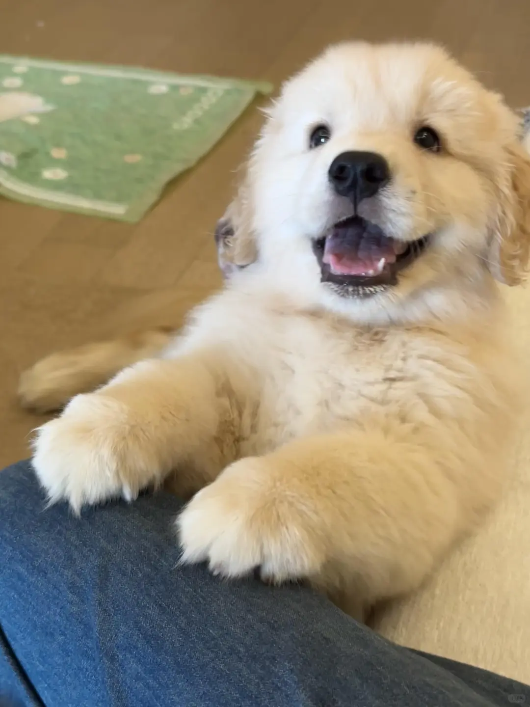 四川犬舍小偿领养金毛只为找好人家！?