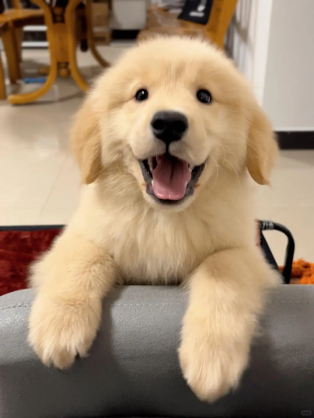 四川犬舍小偿领养金毛只为找好人家！?