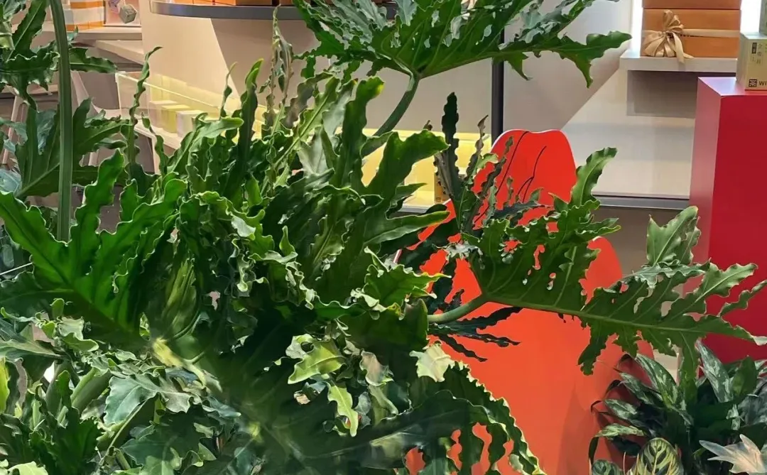 北京探店|超低卡零添加‼️新晋网红茶饮WIL