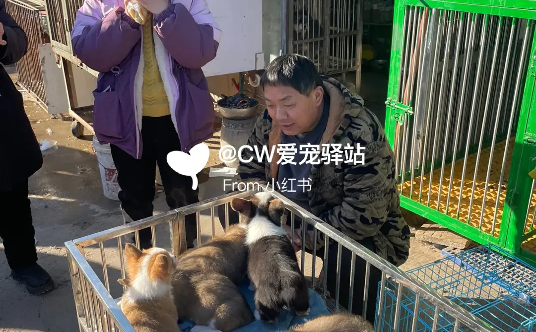 南京猫狗市场、南京花鸟市场、南京宠物市场