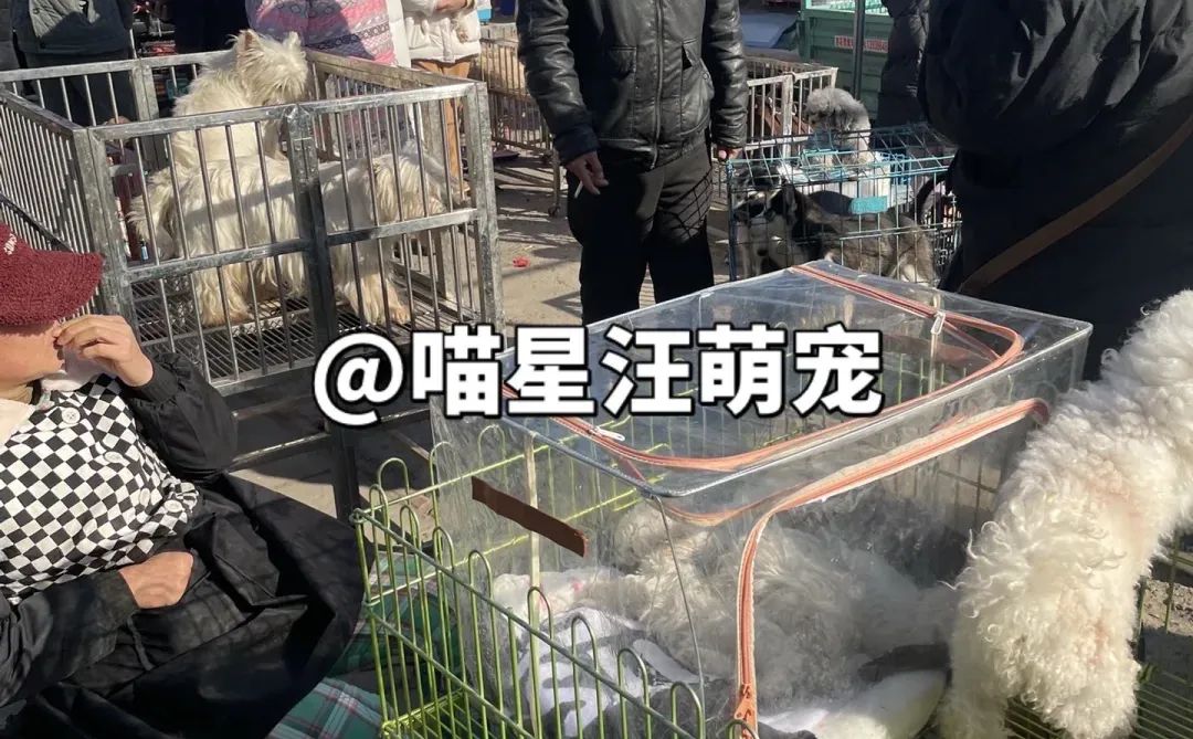 南京最大的宠物市场、南京猫狗市场