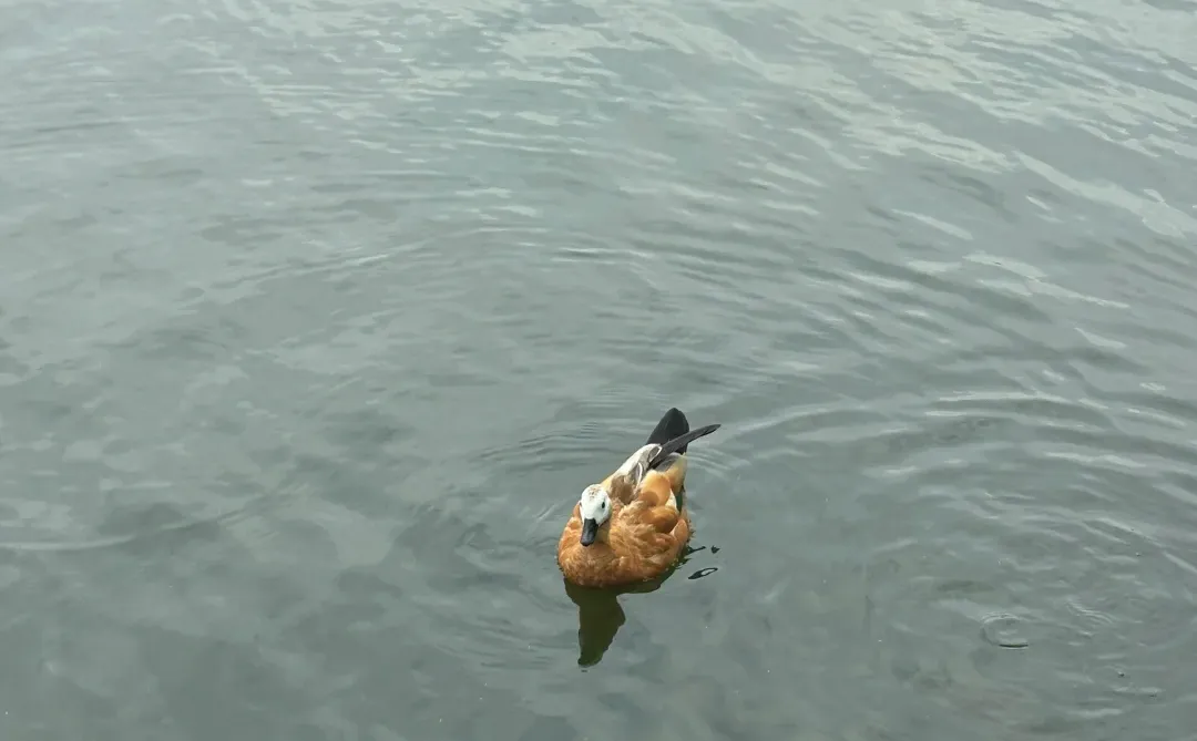 写一篇市场营销marketing的案例分析（结构）