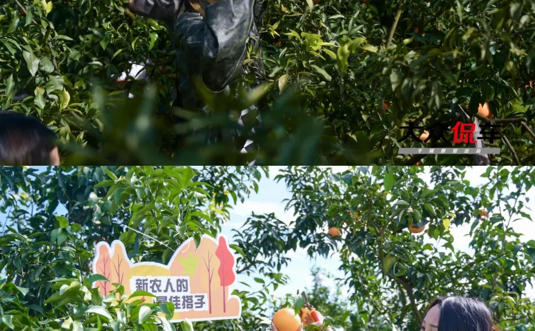 乡村企业定制 |来铁牛村办不一样的企业活动