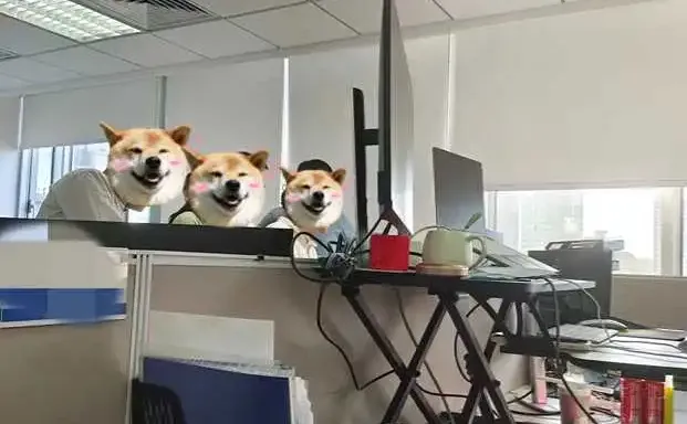 在小公司做数据分析还挺舒服的