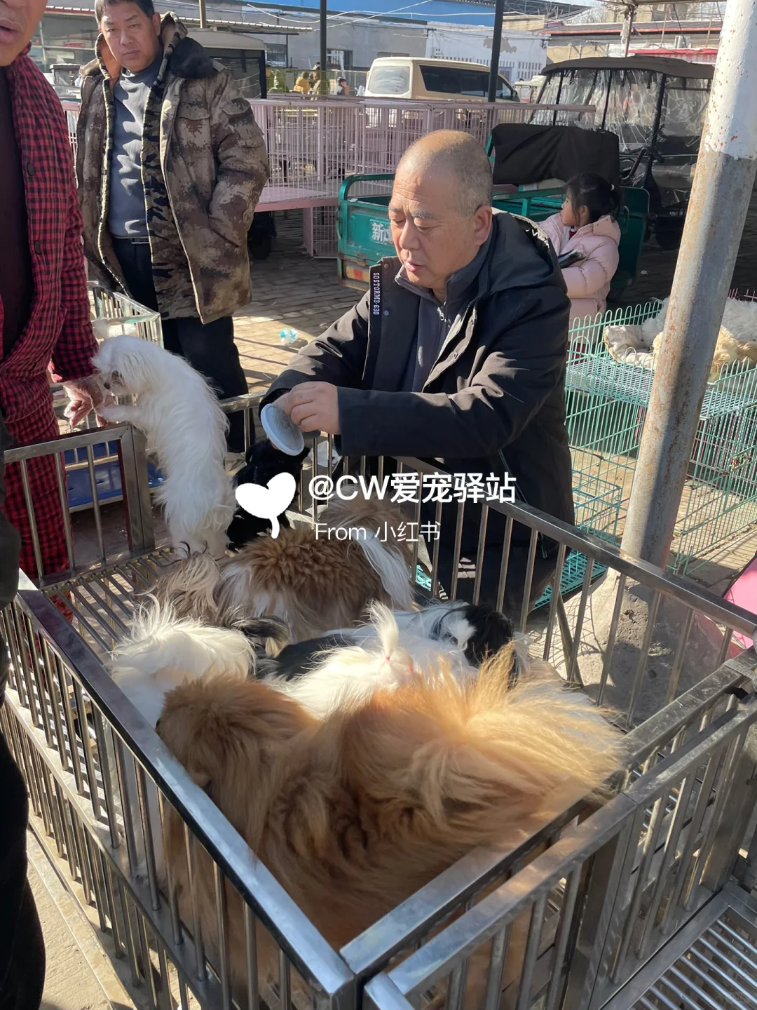 南京猫狗市场、南京花鸟市场、南京宠物市场