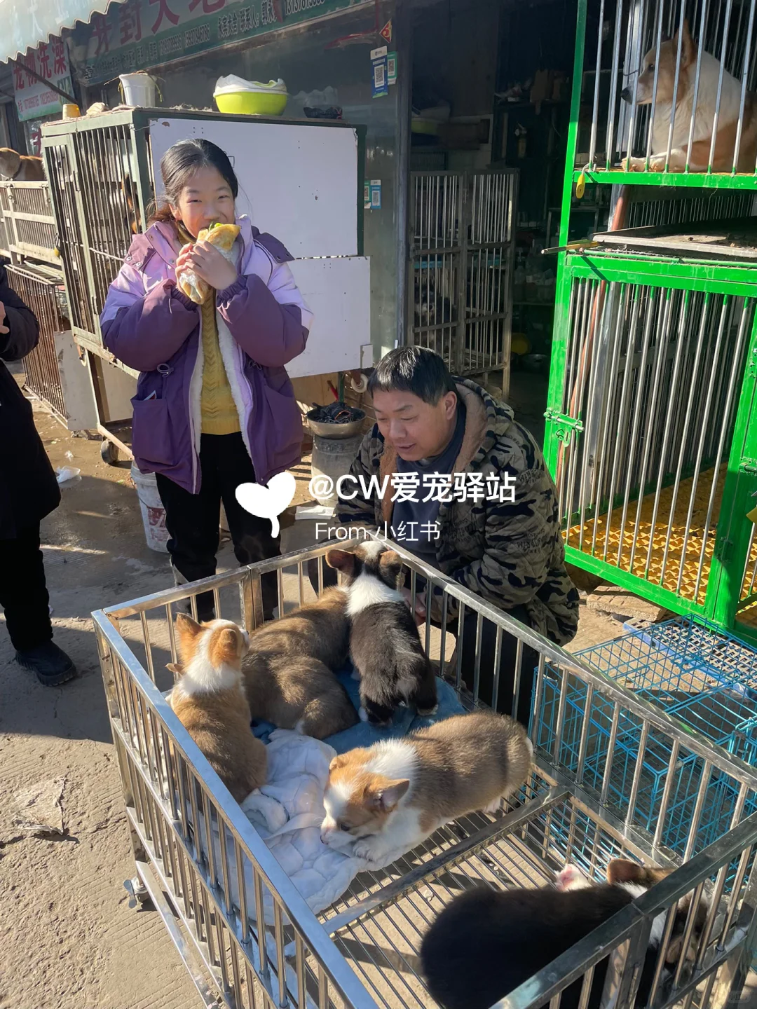 南京猫狗市场、南京花鸟市场、南京宠物市场