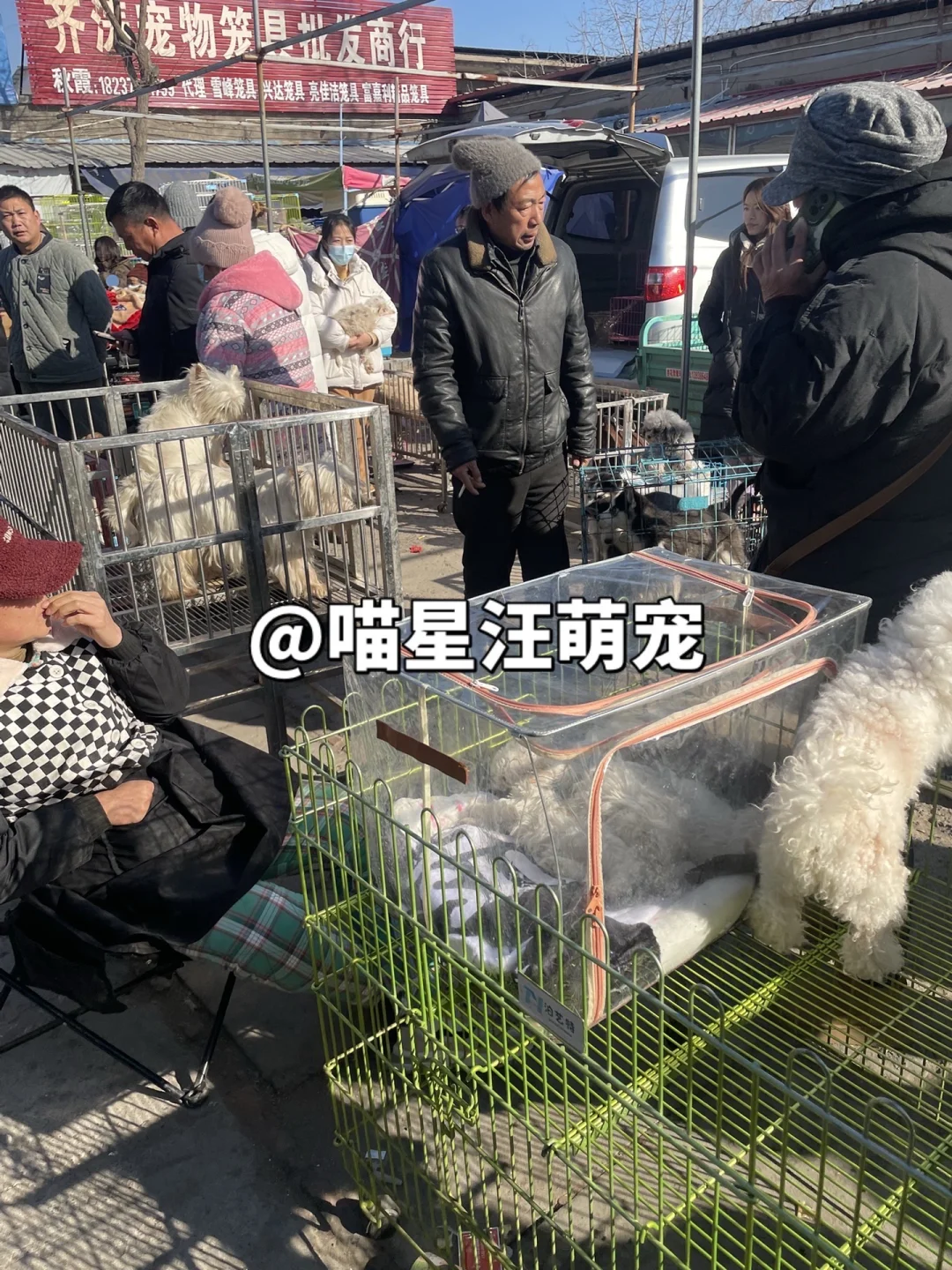 南京最大的宠物市场、南京猫狗市场