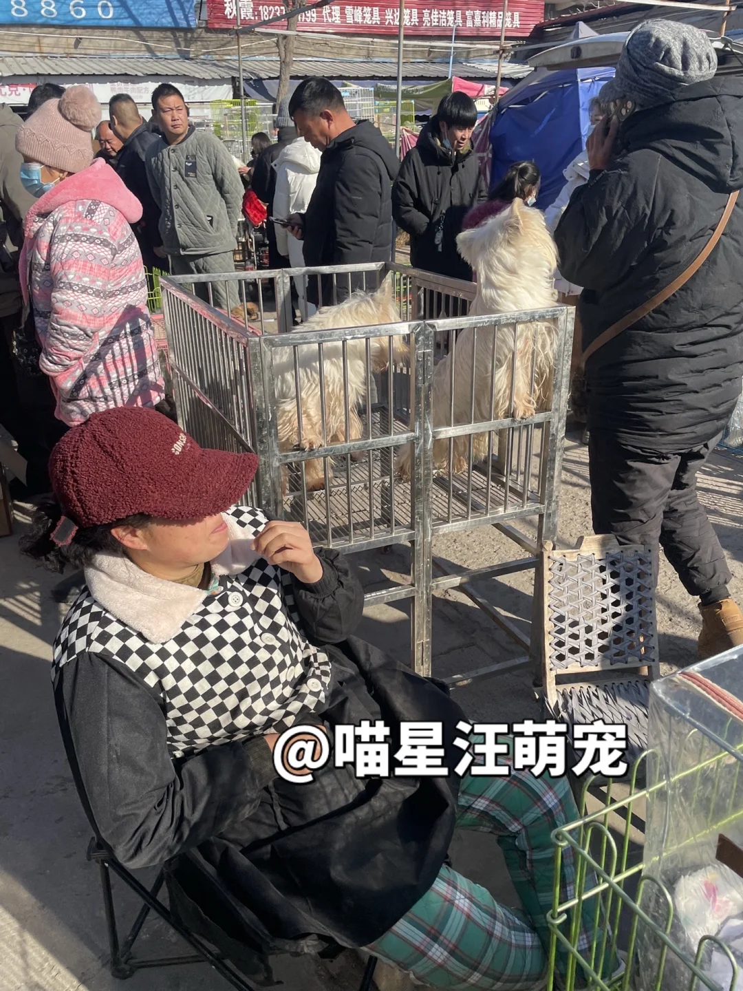 南京最大的宠物市场、南京猫狗市场