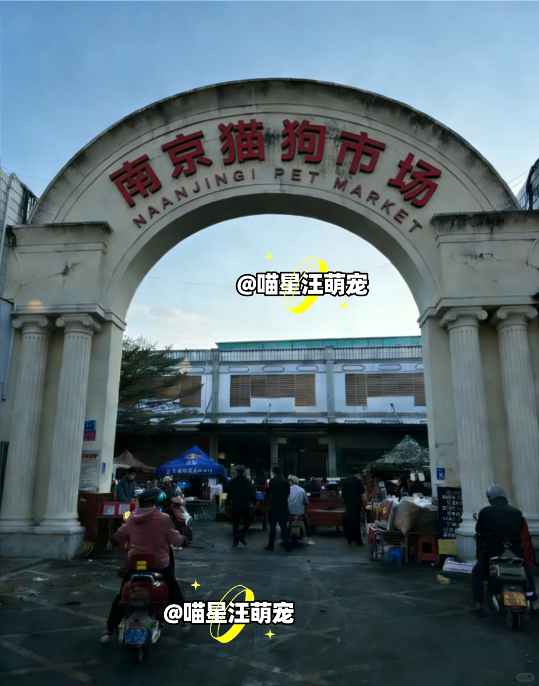 南京最大的宠物市场、南京猫狗市场