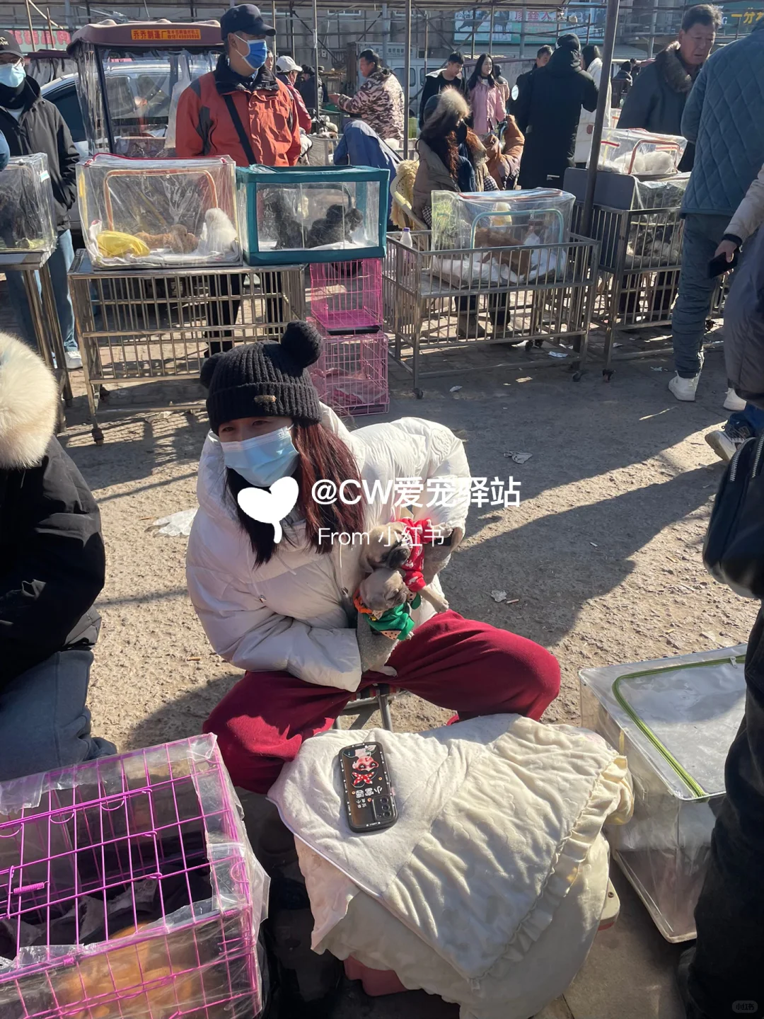 南京猫狗市场、南京花鸟市场、南京宠物市场