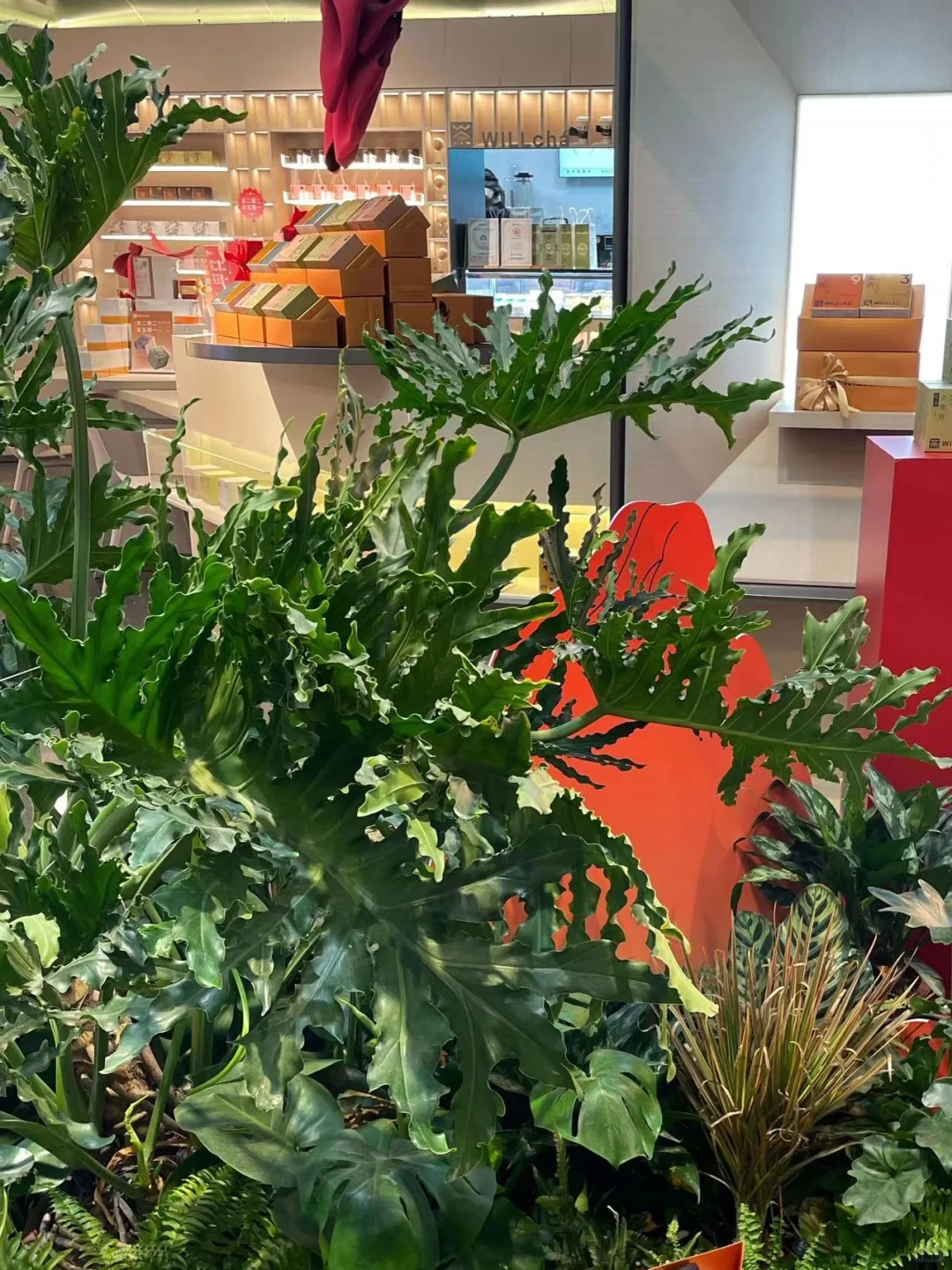 北京探店|超低卡零添加‼️新晋网红茶饮WIL