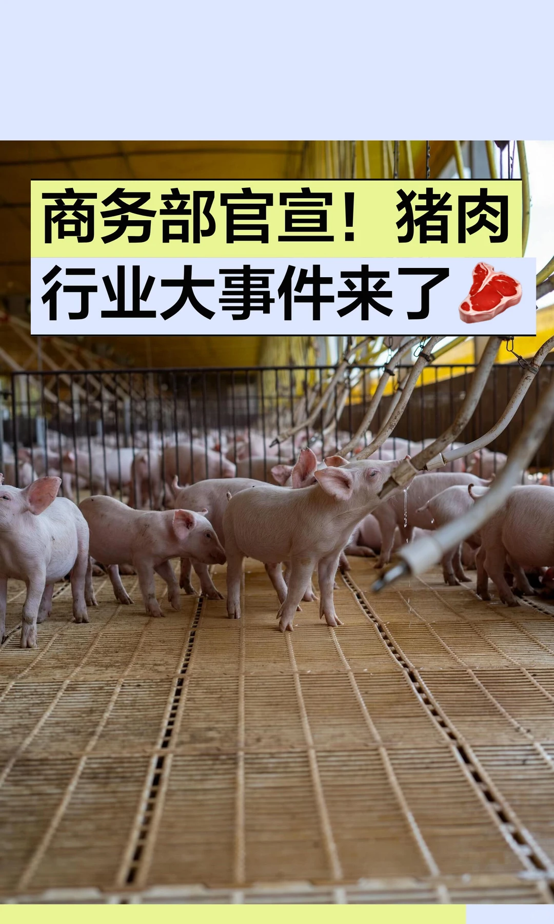 商务部官宣！猪肉行业大事件来了?