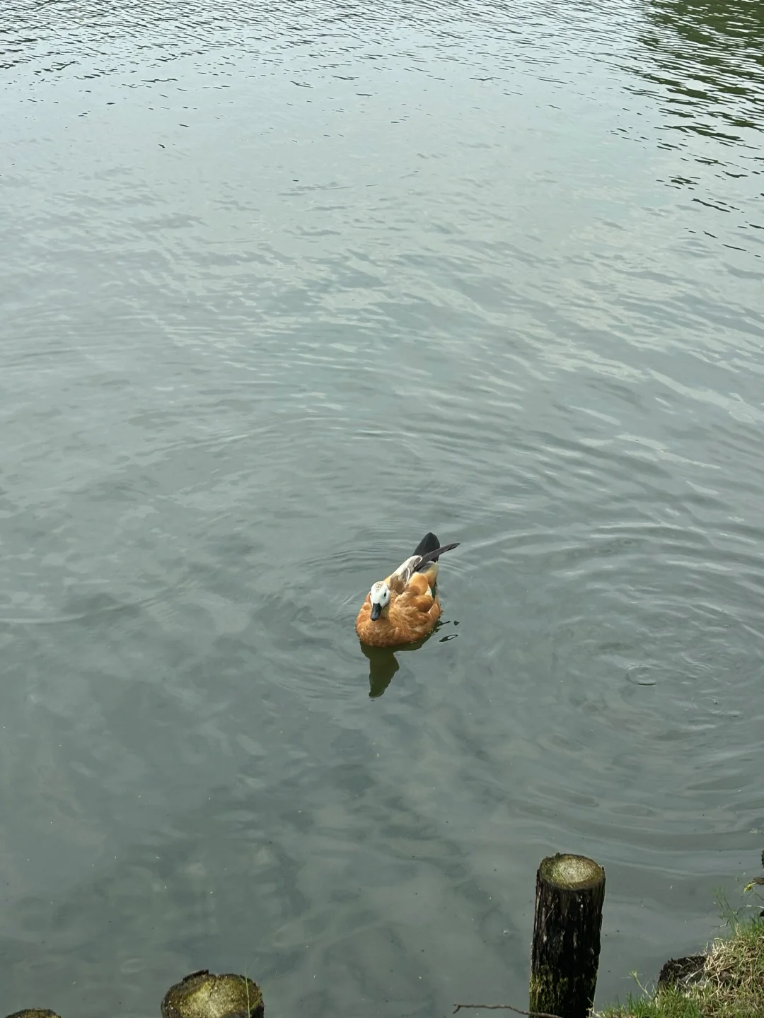 写一篇市场营销marketing的案例分析（结构）