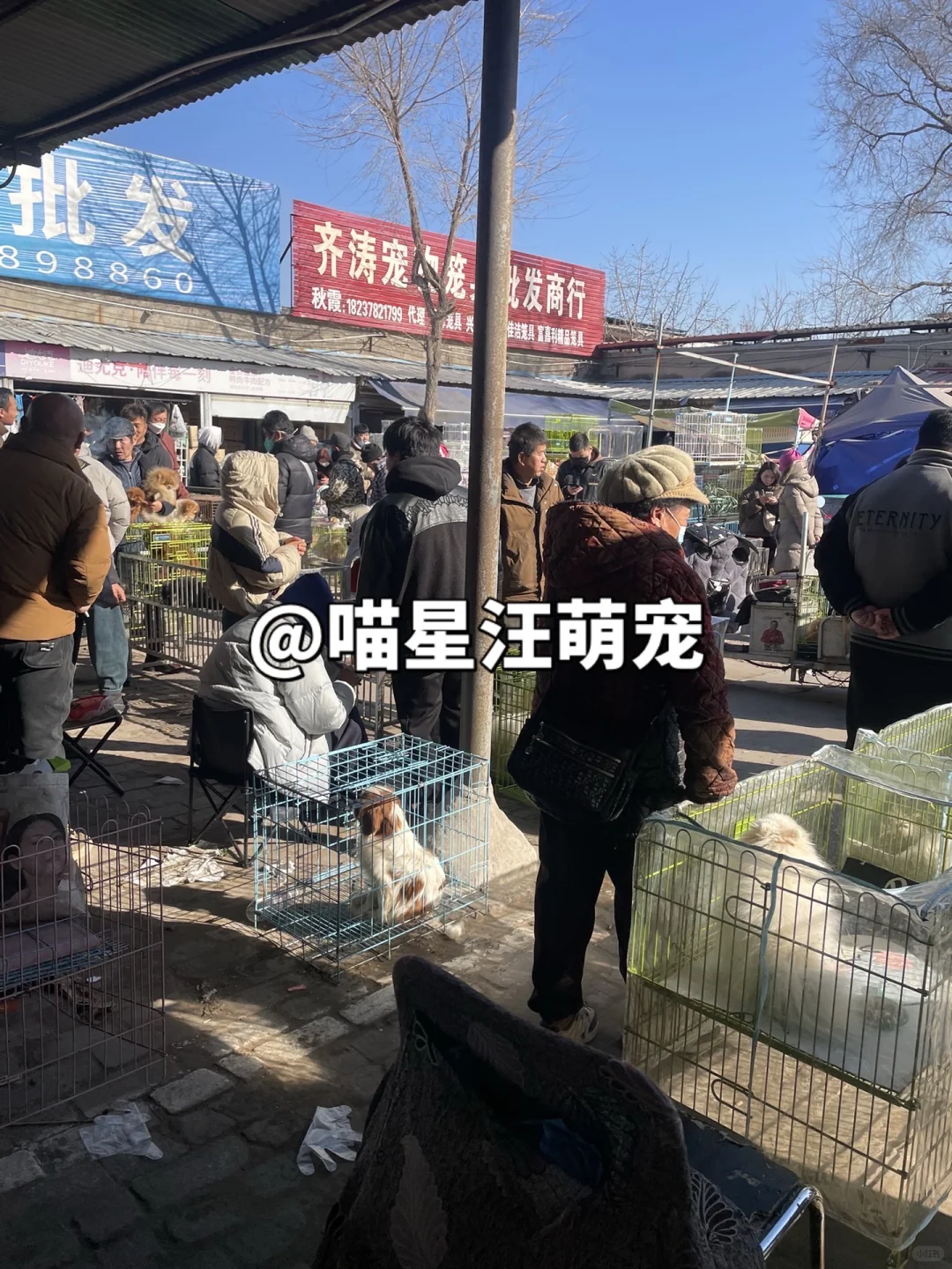 南京最大的宠物市场、南京猫狗市场