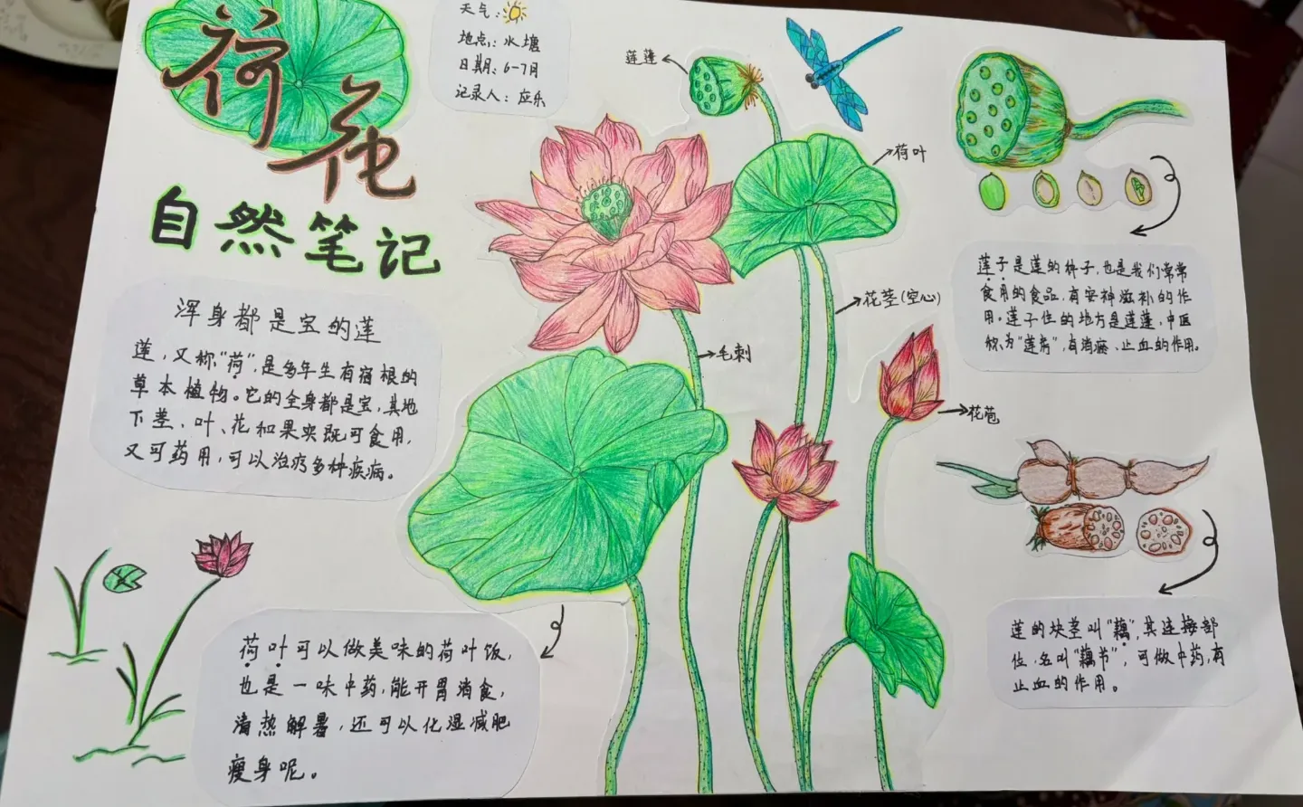 自然笔记-荷花?