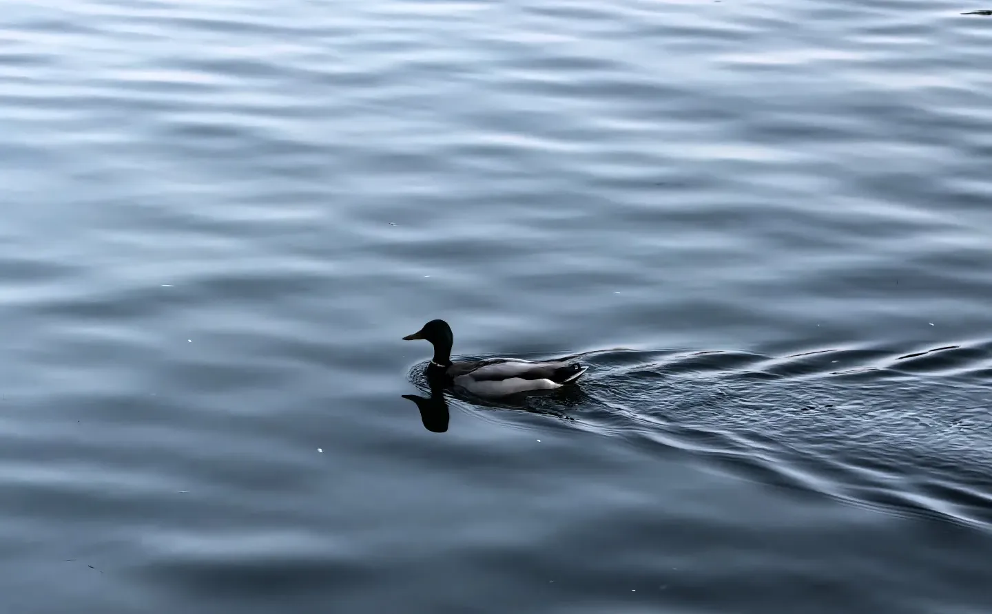 Premier Consulting 战略咨询实习生