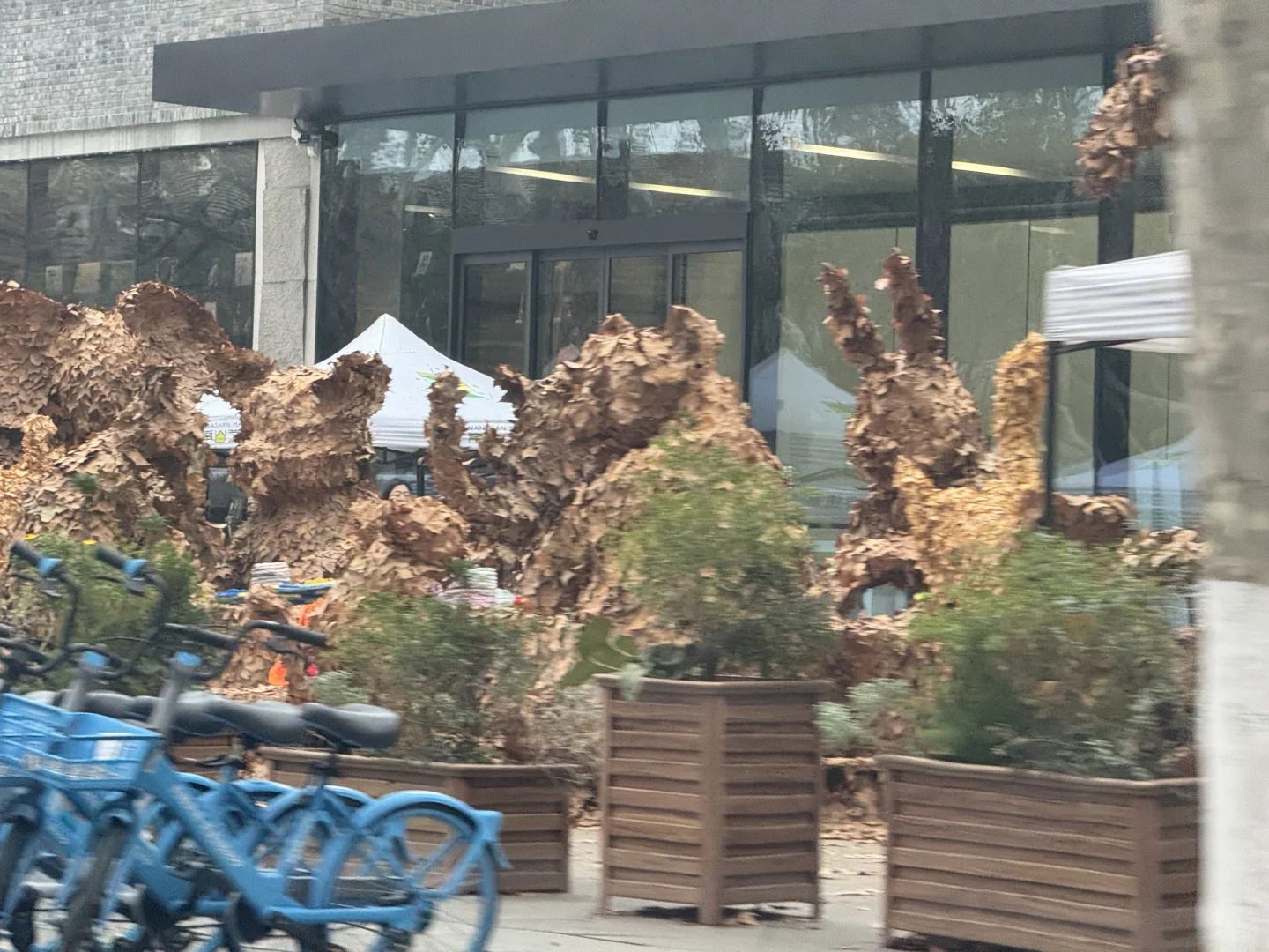 一年一度美院秋叶艺术节又开始啦