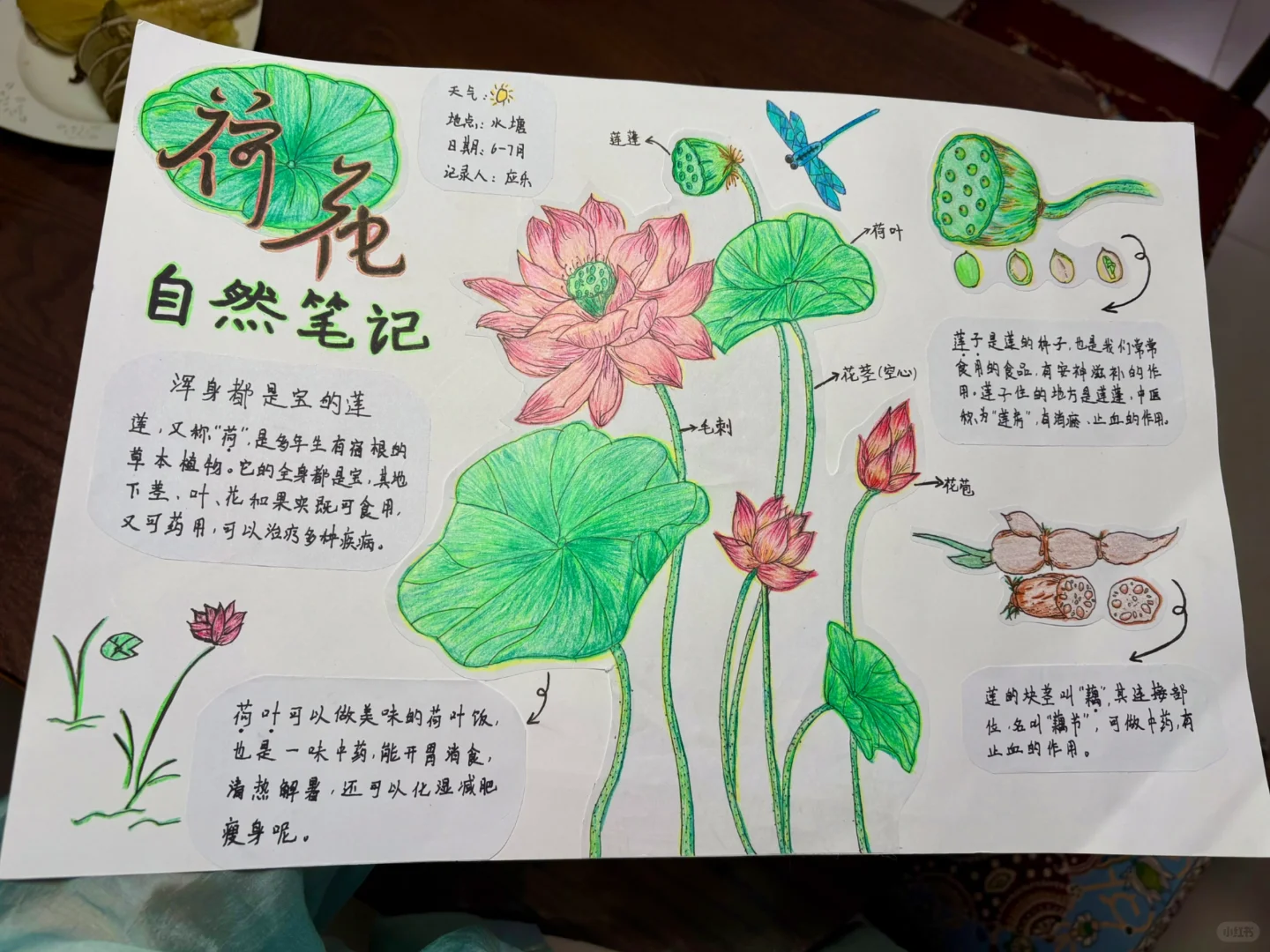 自然笔记-荷花?