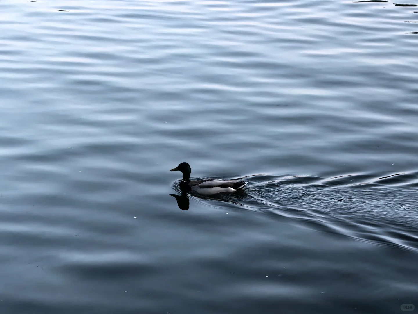 Premier Consulting 战略咨询实习生