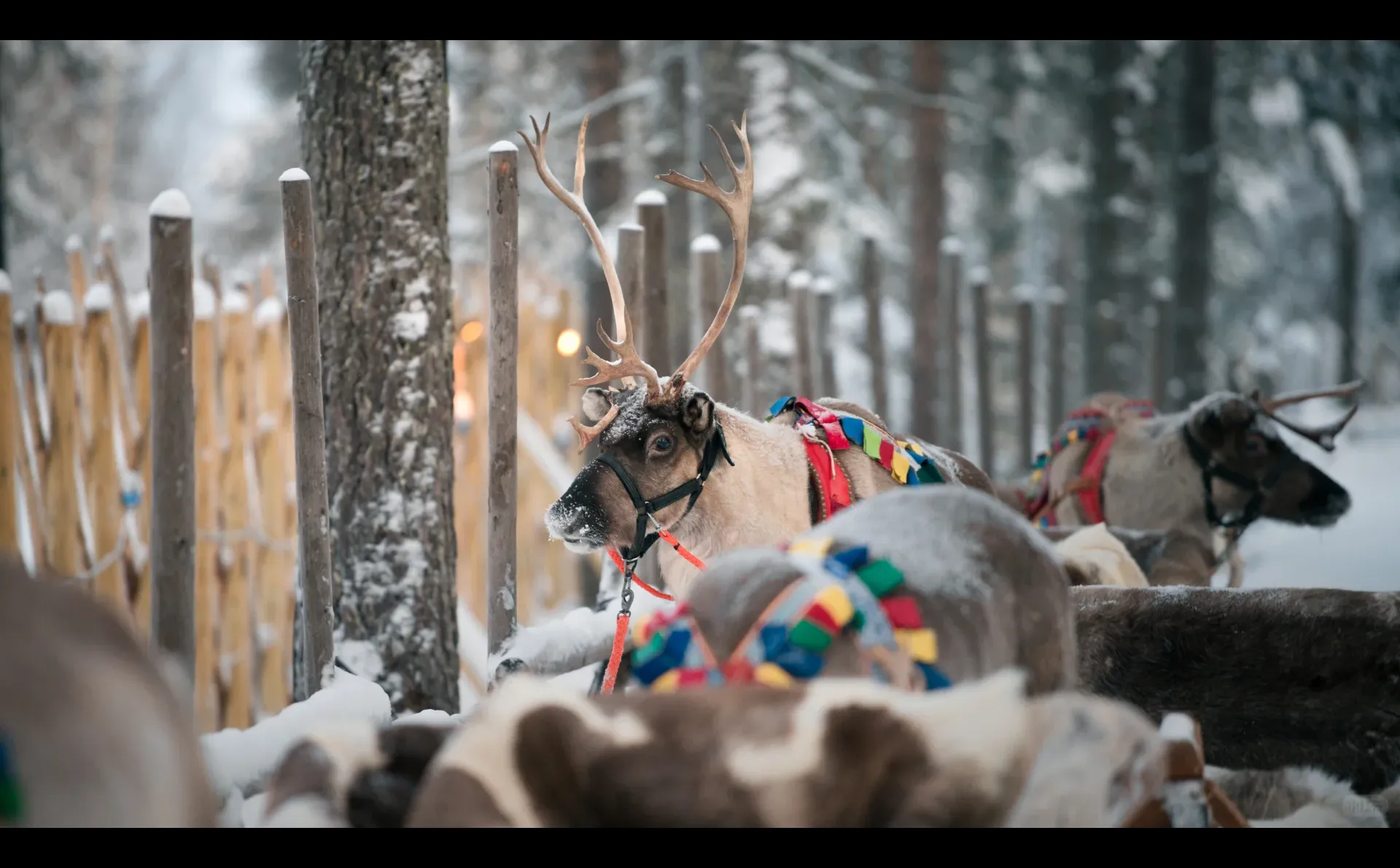 一年一度，圣诞快乐?