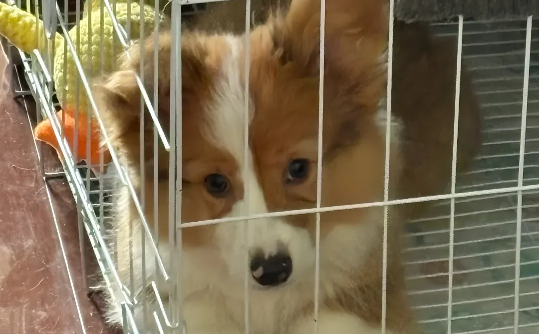 大家嚎！我们是大彪和小二