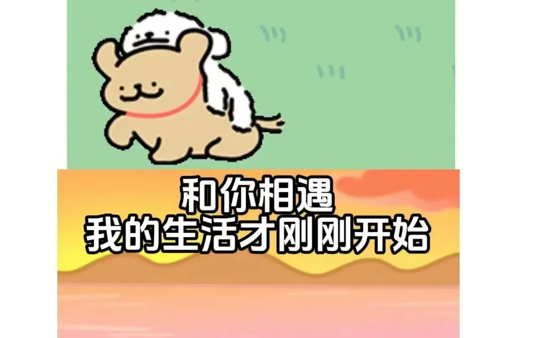 和小白相遇，是鸡毛最大的幸运~