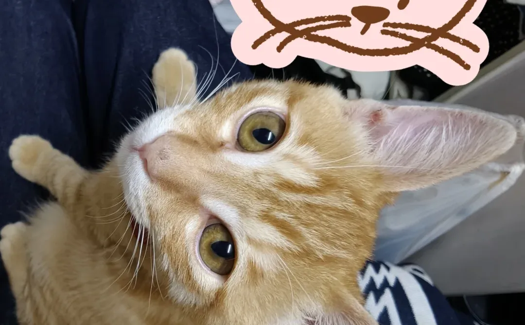 我家孩子有聪明毛是不