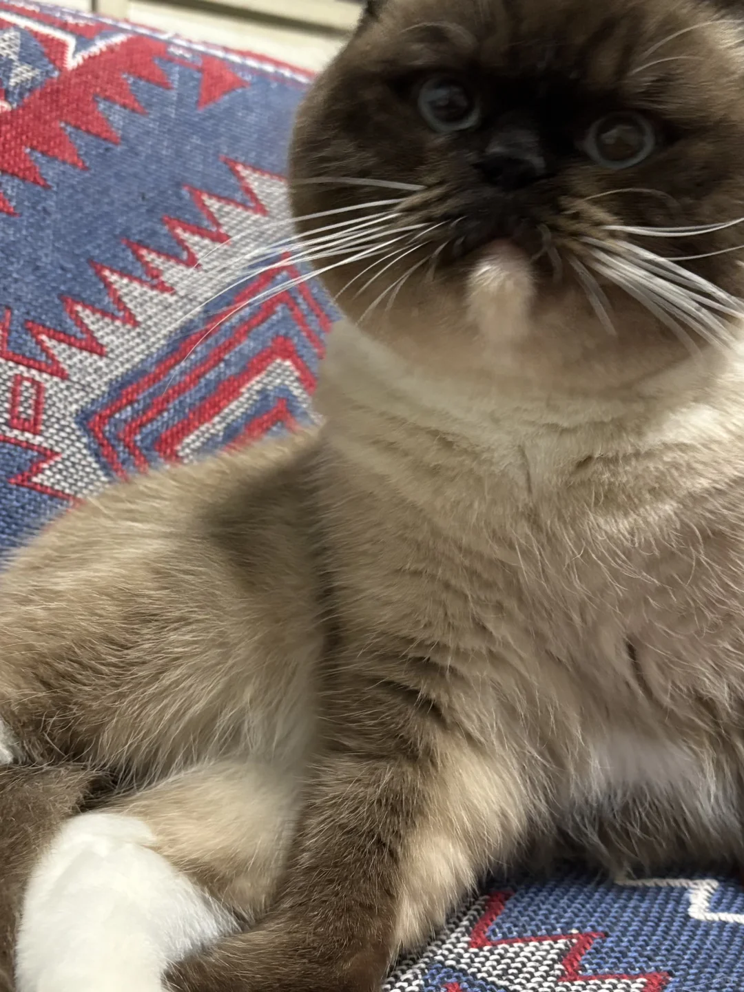 大家嚎！我们是大彪和小二