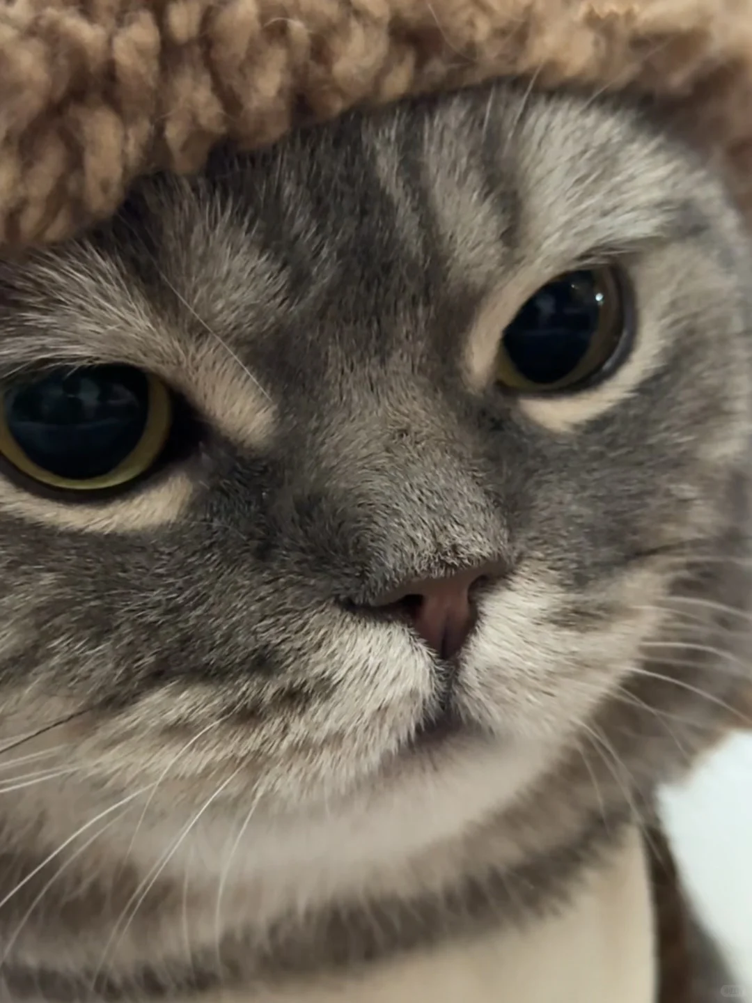 人，do you love 咪？