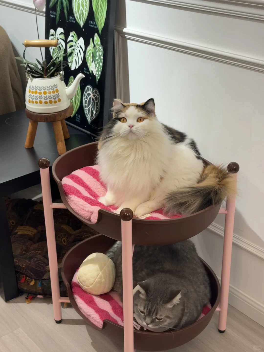 人，do you love 咪？