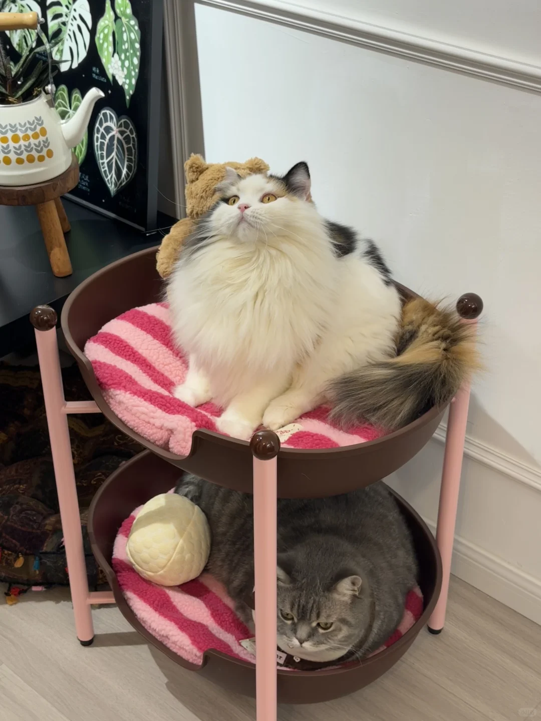 人，do you love 咪？