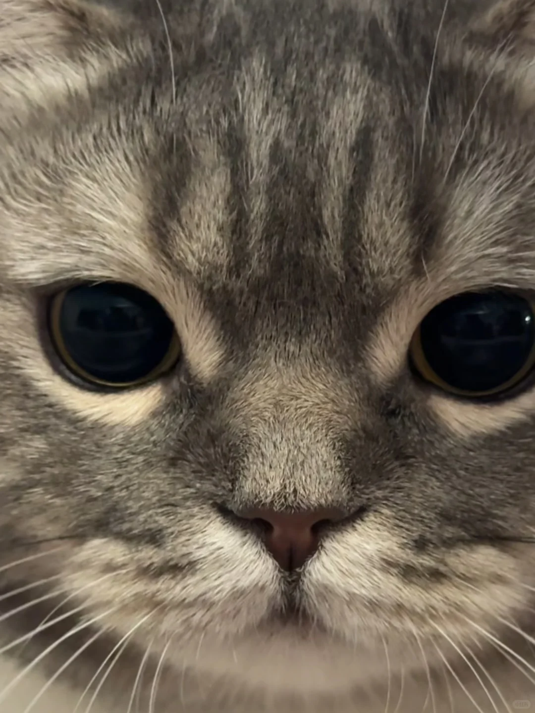 人，do you love 咪？