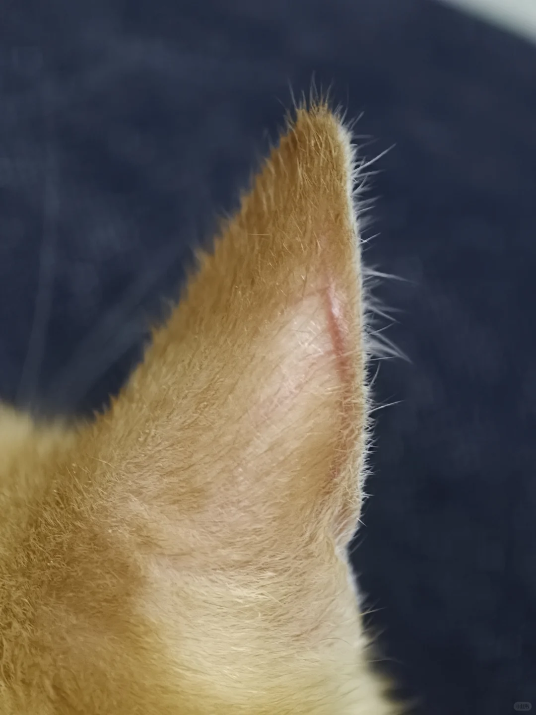 我家孩子有聪明毛是不